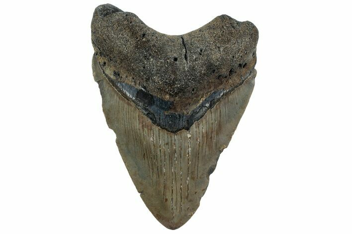Fossil Megalodon Tooth - North Carolina #221893